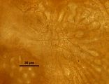 4 - Disco germinativo in visione superficiale